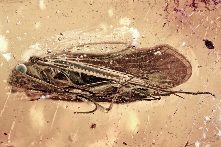 Large Detailed Fossil Caddisfly (Trichoptera) In Baltic Amber #321672